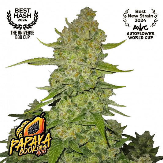 Papaya Cookies Auto Feminized Seeds | FastBuds