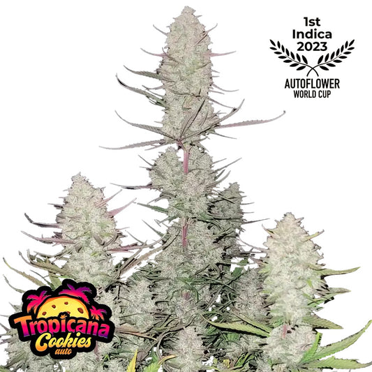 Tropicana Cookies Auto Feminized Seeds | FastBuds