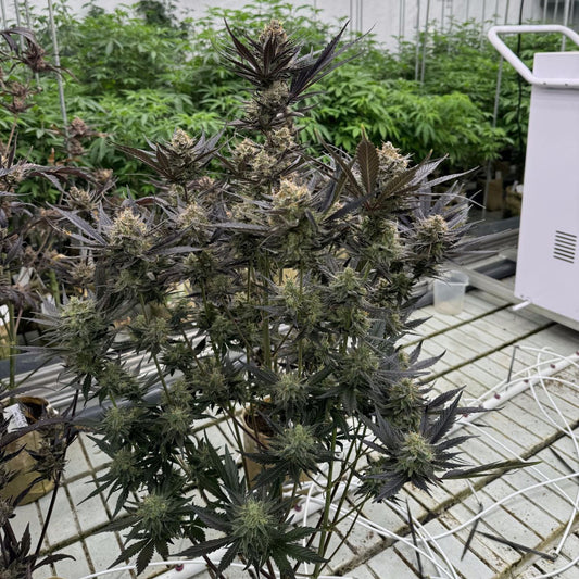 Guava Auto RF3 Feminized Seeds | FastBuds