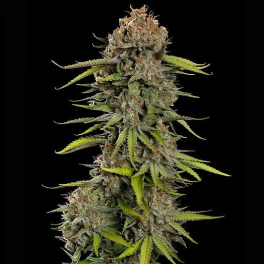Euphoria CBD Feminized | Royal Queen Seeds