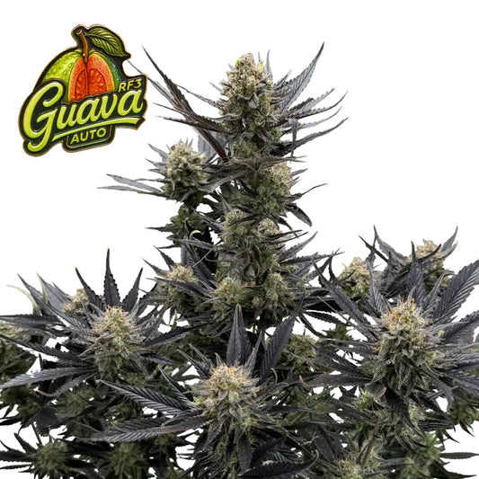 Guava Auto RF3 Feminized Seeds | FastBuds