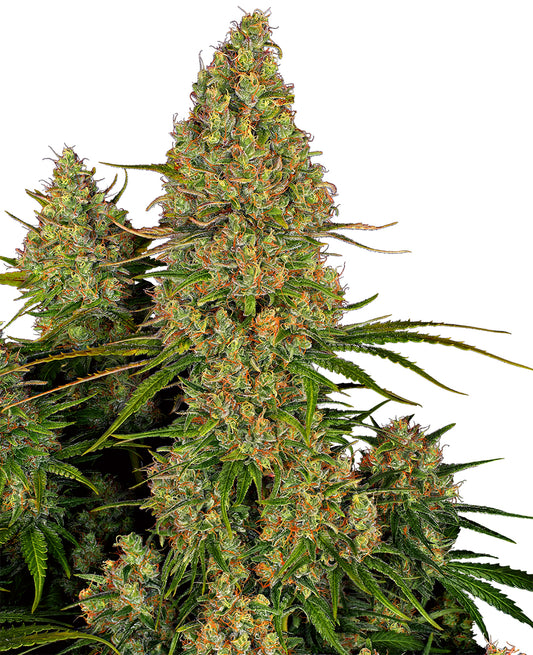 Sensi Seeds Sticky Orange XXL Auto Cannabis Plant