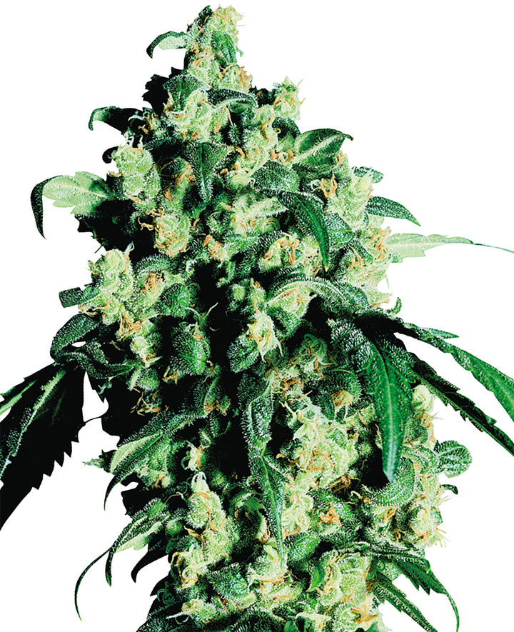 Sensi Seeds Super Skunk Feminised Cannabis Plant