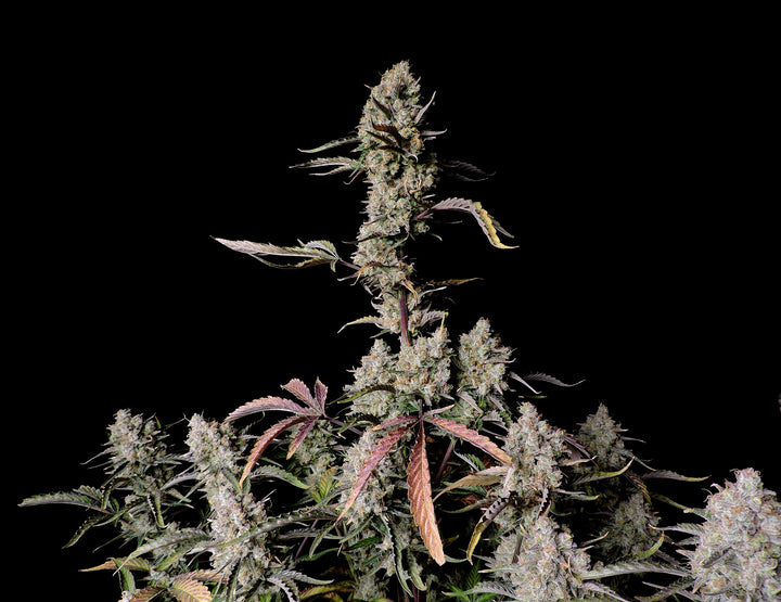 fastbuds gorilla zkittlez auto cannabis plant