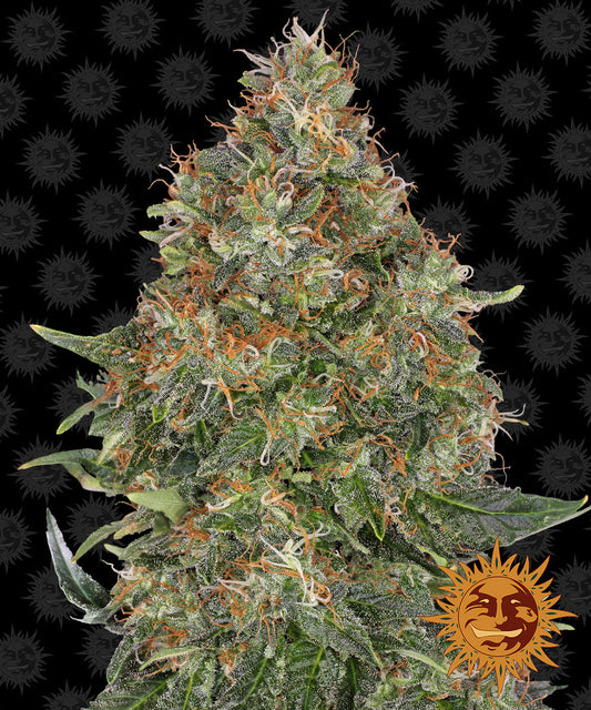 Barneys Farm pineapple express auto cannabis Plant