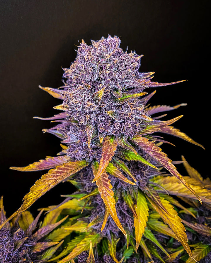 fastbuds purple lemonade auto cannabis plant