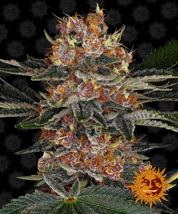 Barneys farm purple punch autoflower cannabis plant