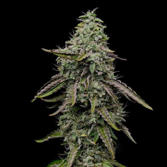 Special Kush 1 Feminized | Royal Queen Seeds